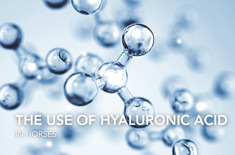 The Use of Hyaluronic Acid in Horses | Equine Science Matters™
